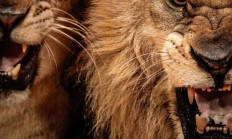 开云体育APP下载-非洲之狮咆哮赛场，力争新一轮胜利！的简单介绍