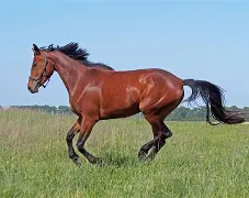 马尔纳斯助攻必杀，尼斯客场稳守保级座次